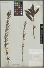 Foto von Salix purpurea L. x Salix viminalis L.